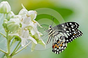 The Lime Butterfly gathering nectar from Giant Milkweeds flowers, Thailand