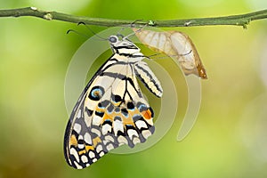 Lime butterfly or Lemon butterfly Papilio demoleus
