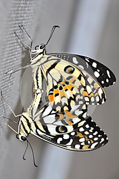 Lime butterfly mating