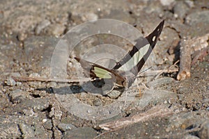 Lime butterfly - mud puddling .