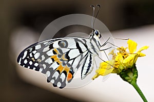 Lime butterfly Papilio demoleus