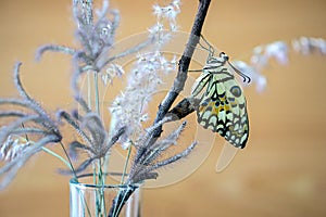 Lime butterfly or papilio demoleus butterfly are leaving the caterpillar