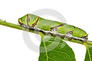 Lime butterfly Papilio demoleus caterpillar