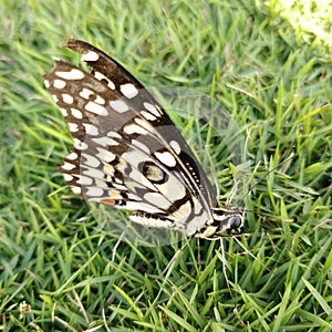 Lime butterfly papilio demoleus is a common and widespread swallow tail butterfly also known as lemon or chequered swallow tail