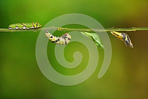 Lime butterfly Papilio demoleus life cycle