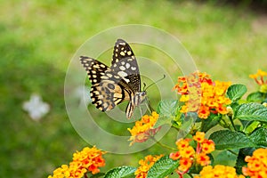 Lime butterfly (Papilio Demoleus Malayanus)