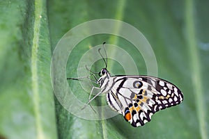 Lime Butterfly (Papilio demoleus malayanus) on green leaf