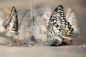 The Lime Butterfly Papilio demoleus malayanus Wallace