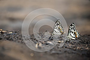 The Lime Butterfly Papilio demoleus malayanus Wallace