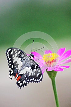 The lime butterfly ; Papilio demoleus malayanus Wallace