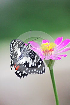 The lime butterfly ; Papilio demoleus malayanus Wallace photo