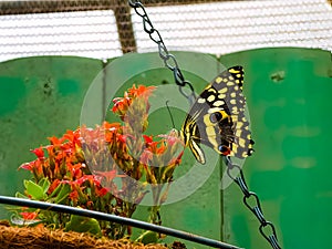 Lime butterfly (Papilio demoleus), perched on an orange flower.