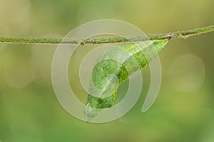 Lime butterfly Papilio demoleus pupa