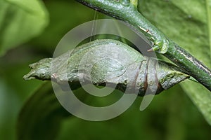 Lime butterfly Papilio demoleus pupae