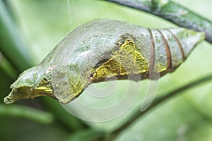 Lime butterfly Papilio demoleus pupae