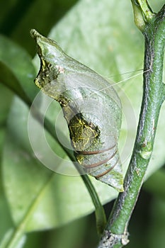 Lime butterfly Papilio demoleus pupae