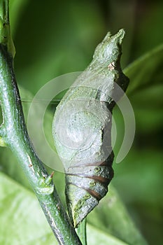 Lime butterfly Papilio demoleus pupae