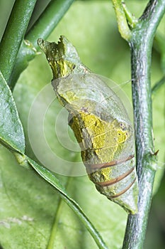 Lime butterfly Papilio demoleus pupae