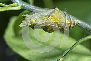 Lime butterfly Papilio demoleus pupae