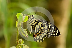 Lime butterfly Papilio demoleus Western Ghats India