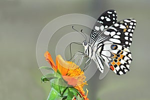 Lime butterfly on sunflower