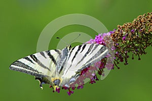 Lime butterfly on sunflower outdoor