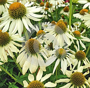 Lime Echinacea flowers in a field