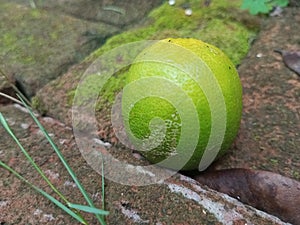 a lime that fell due to a gust of wind