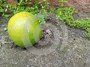 a lime that fell due to a gust of wind