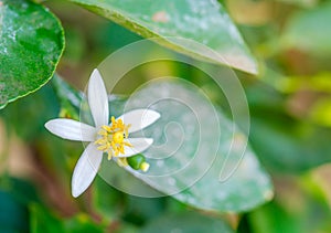 Lime flower, Lemon on tree, with green leaf