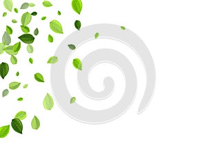 Lime Foliage Abstract Vector Background. Nature