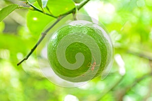 Lime fruit