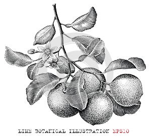 Lime fruit botanical illustration vintage engraving style black and white clip art