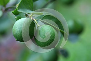 Lime fruit plant with bokeh background