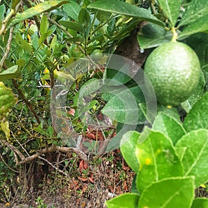 lime fruit plant green tree