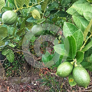 lime fruit plant green tree