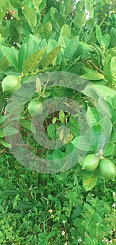 lime fruit plant