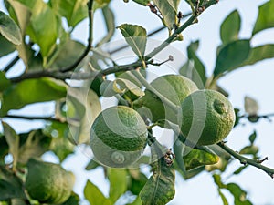 Lime fruit. Ripe Lime hanging on a lemon tree. Growing Lime