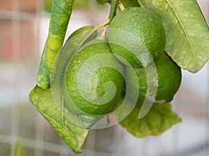 Lime fruit. Ripe Lime hanging on a lemon tree. Growing Lime