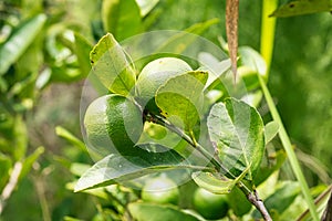 Lime Fruit On Tree