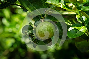 Lime Fruit On Tree