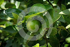 Lime Fruit On Tree