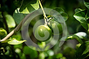 Lime Fruit On Tree