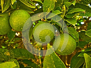 Lime fruit on a tree