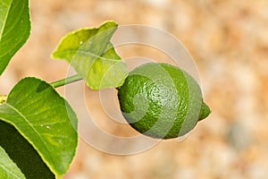 Lime fruit on a tree in the sunshine