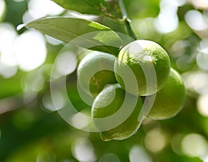 Lime fruits