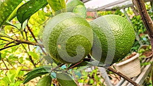 Lime fruits hanging on the tree