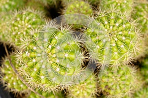 Lime green color of Echinopsis favorite kind of cactus