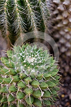 Lime green color of Echinopsis favorite kind of cactus