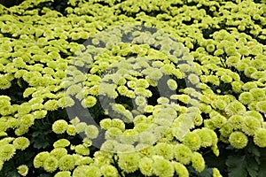 Lime green color of Pompon mum `Kermit` flowers photo